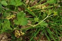 1252 Ranunculus muricatus